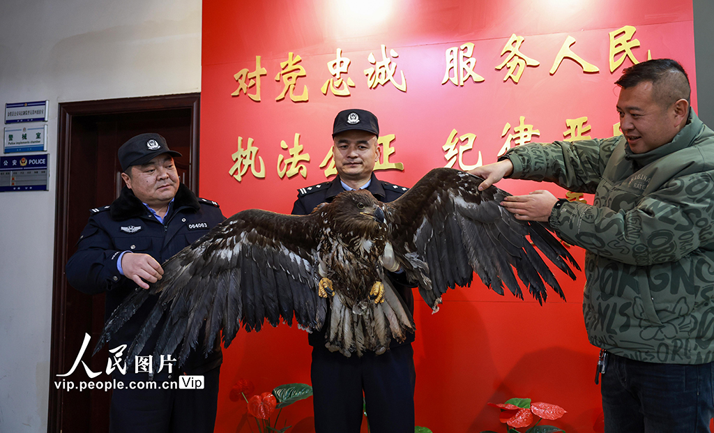 甘肅金塔：成功救助國家一級保護(hù)動物草原雕